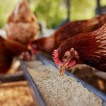 4 Fungsi Utama Karbohidrat dalam Nutrisi Pakan Ayam Broiler
