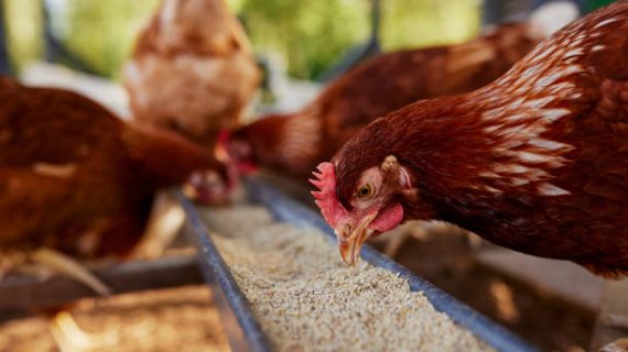 4 Fungsi Utama Karbohidrat dalam Nutrisi Pakan Ayam Broiler