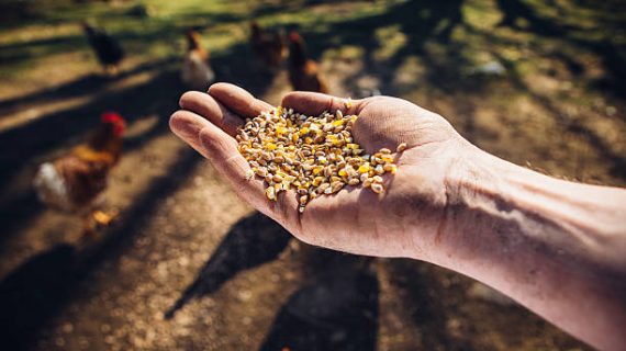 Ransum Sehat, Ayam Sehat: Tips Menyusun Pakan Berkualitas