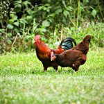 Faktor Ayam Tidak Mau Kawin: Pengaruh Pakan dan Solusi Efektif