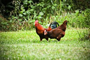 pakan ayam