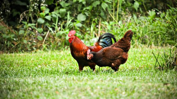 Faktor Ayam Tidak Mau Kawin: Pengaruh Pakan dan Solusi Efektif