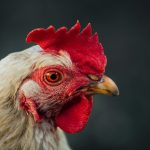 Atasi Penyakit Mata Ayam dengan 5 Obat Terbaik Ini!
