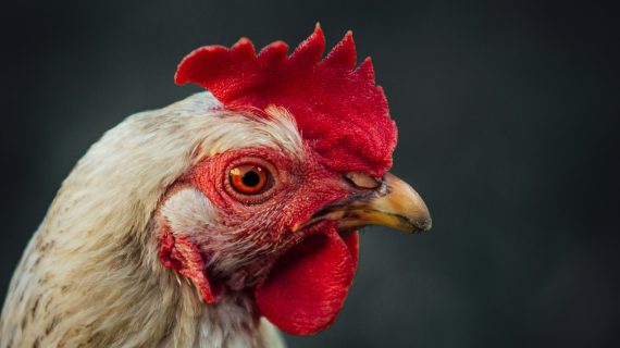 Atasi Penyakit Mata Ayam dengan 5 Obat Terbaik Ini!