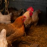 Estimasi Biaya dan Rekomendasi Pakan Bibit Ayam Petelur