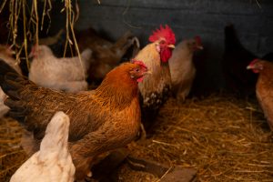 bibit ayam petelur