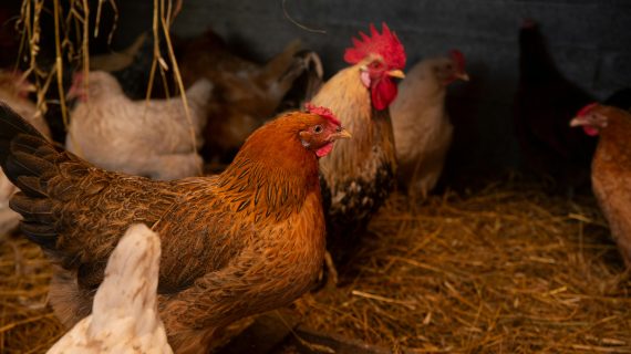 Estimasi Biaya dan Rekomendasi Pakan Bibit Ayam Petelur