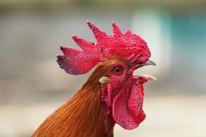tembolok ayam