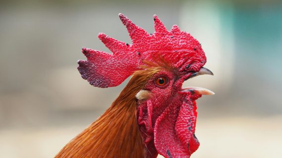 Tembolok Ayam Keras? Kenali Penyebab dan Solusinya