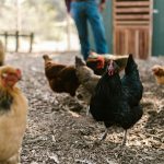 Obat Ayam Ngorok: 5 Rekomendasi Terbaik untuk Ayam Sehat