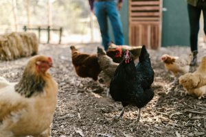 obat ayam ngorok