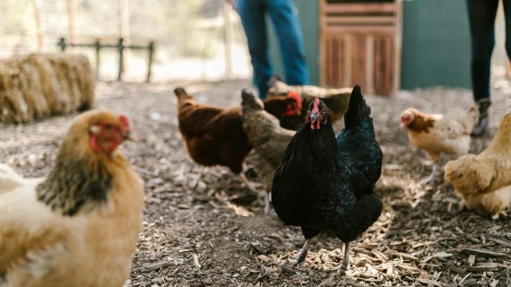 Obat Ayam Ngorok: 5 Rekomendasi Terbaik untuk Ayam Sehat