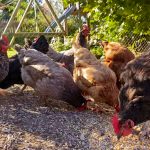 Cara Jitu Menjaga Kualitas Bahan Pakan Ayam