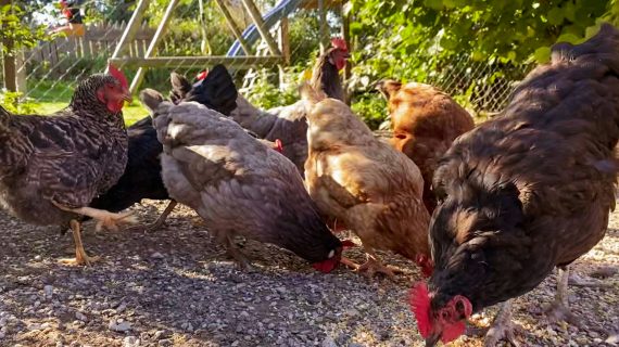 Cara Jitu Menjaga Kualitas Bahan Pakan Ayam